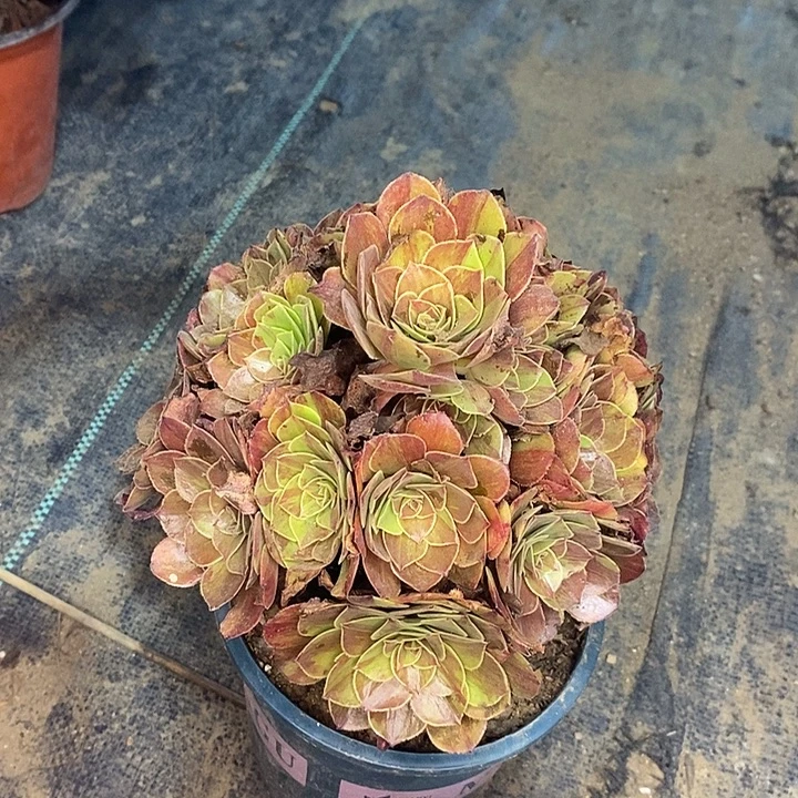 花月夜多肉植物042