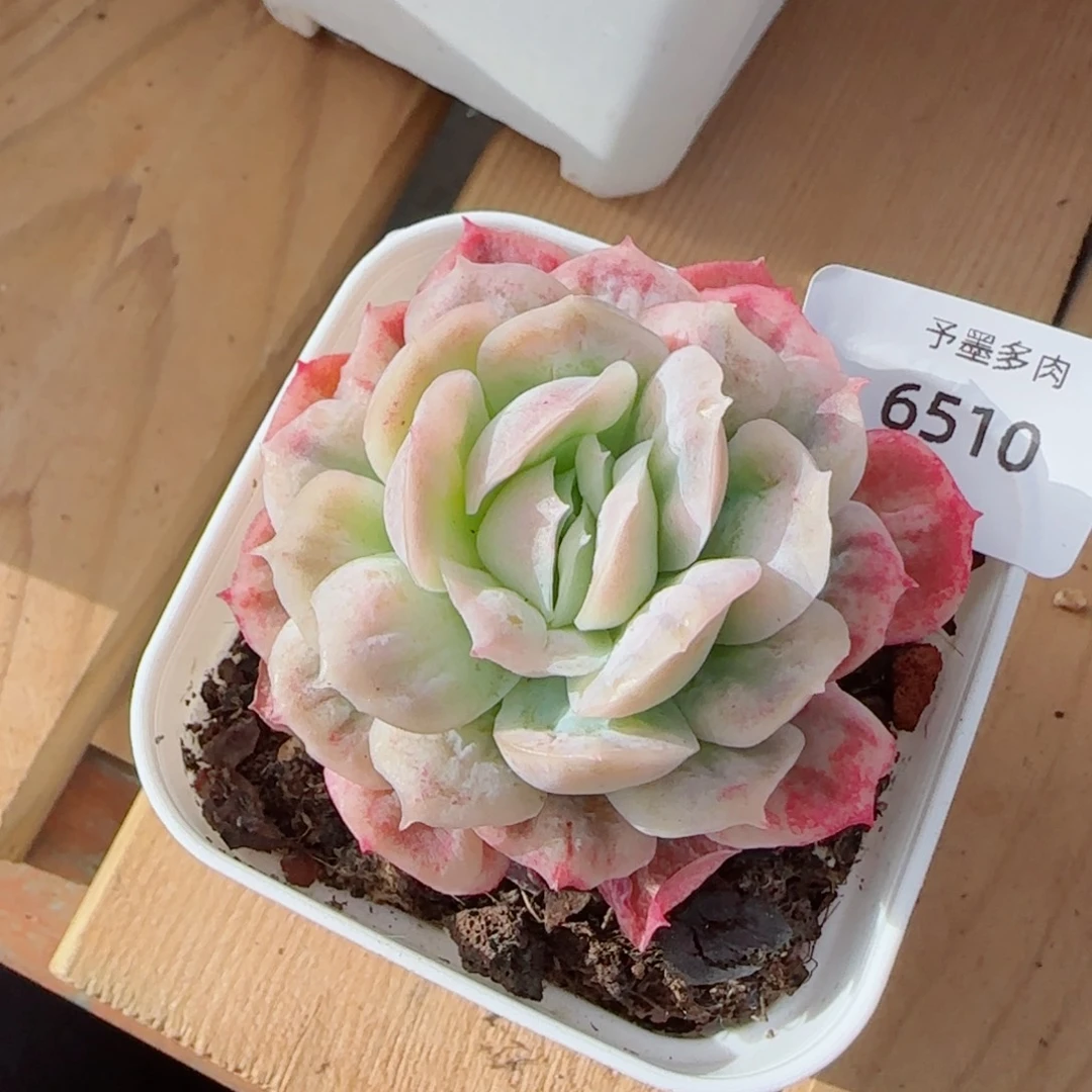 泡泡纱裙，6510多肉植物