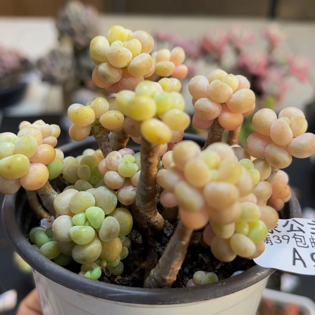 916/8cm鱼子酱多肉植物