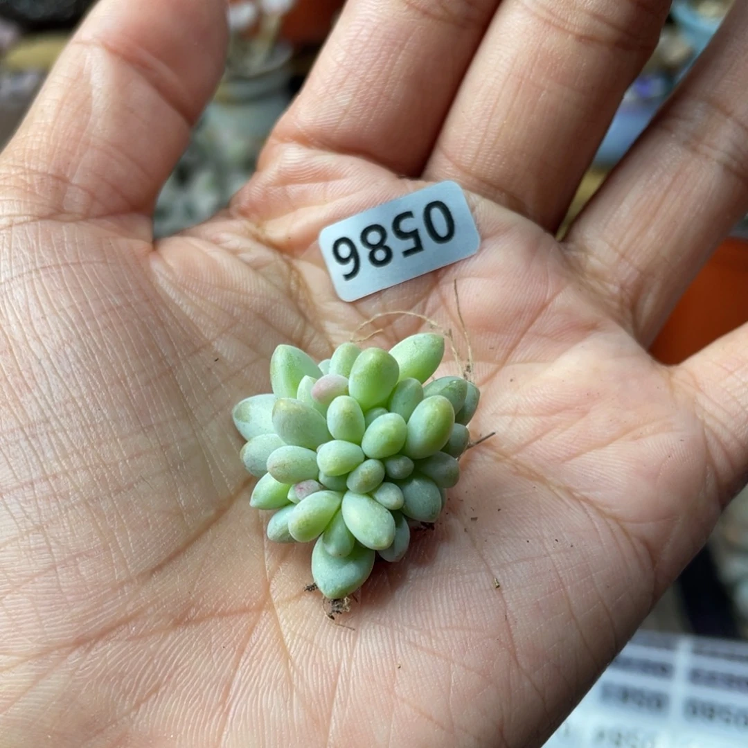 曼德奶酪多肉植物