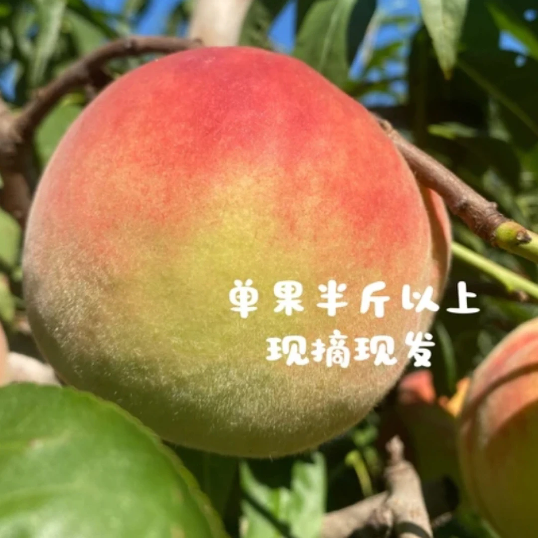 正宗产地新鲜脆桃现摘现发脆甜多汁寒露蜜水蜜桃