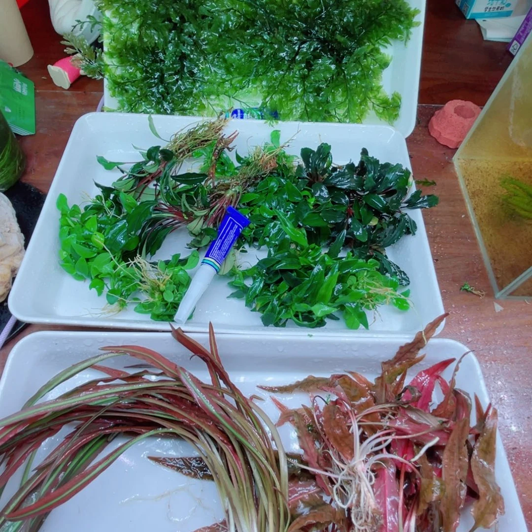 K***1精品黑木蕨矮种五十五个