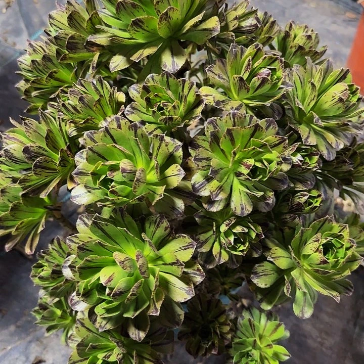 巨无霸必火福利多肉