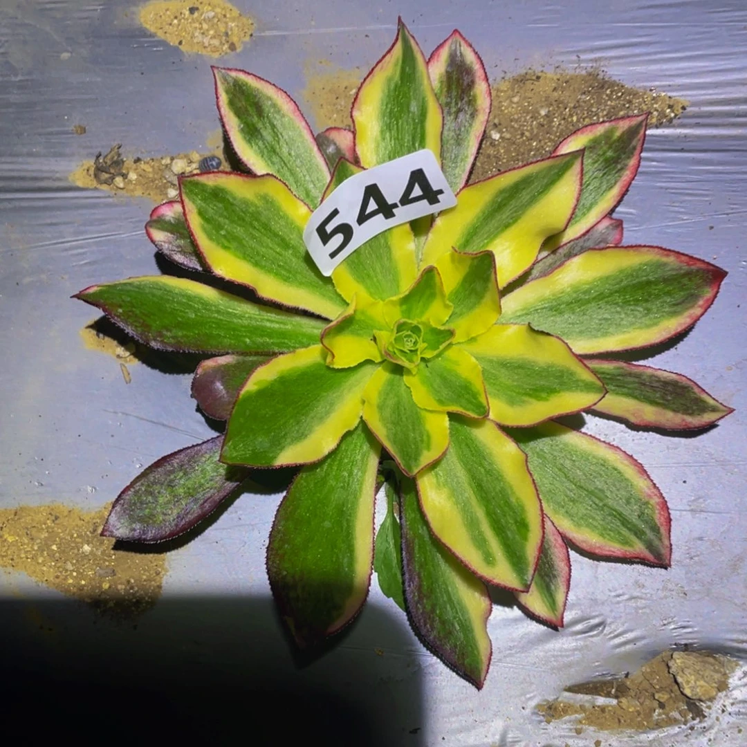 粉体魅影带花脸多肉植物544