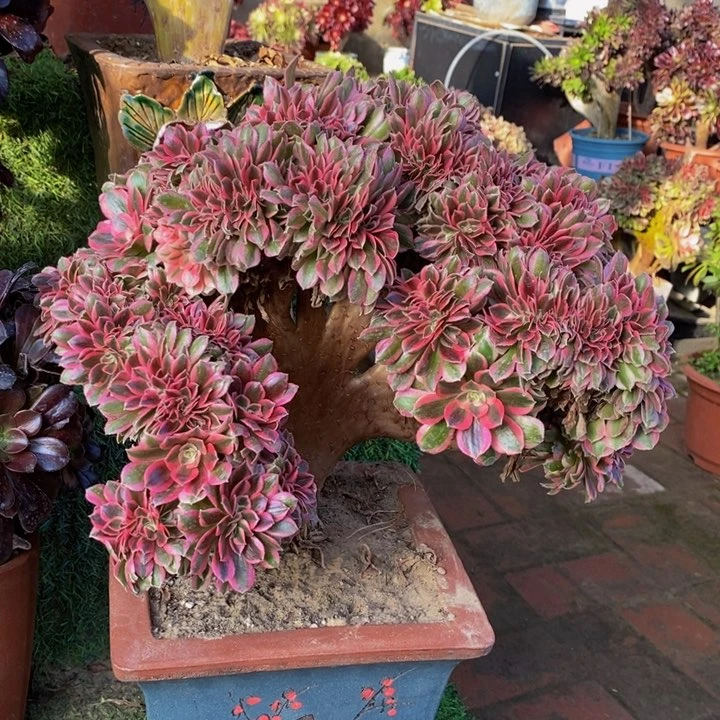 ?****?粉女巫多肉1颗多肉