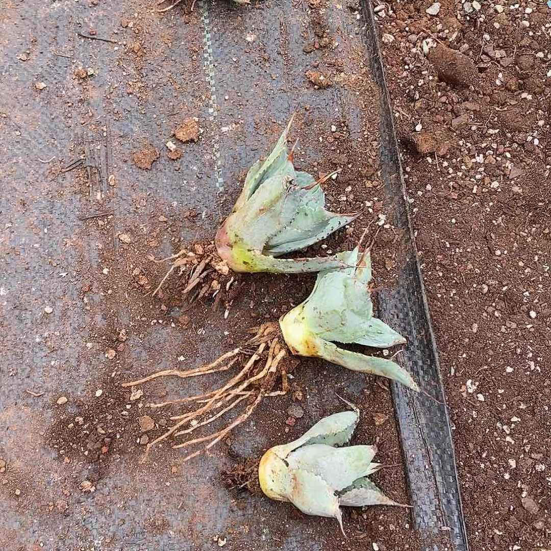 曼陀罗龙舌兰圆虚4