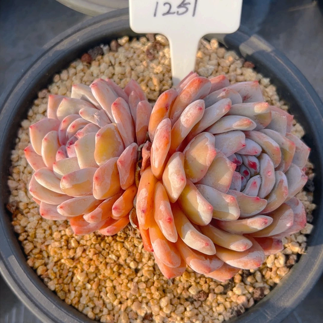 芫*。橙梦露双头1251号一物一拍