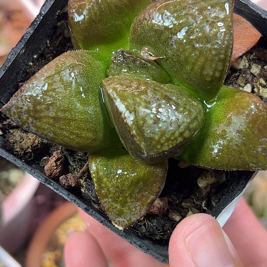 抹茶青蟹十二卷多肉