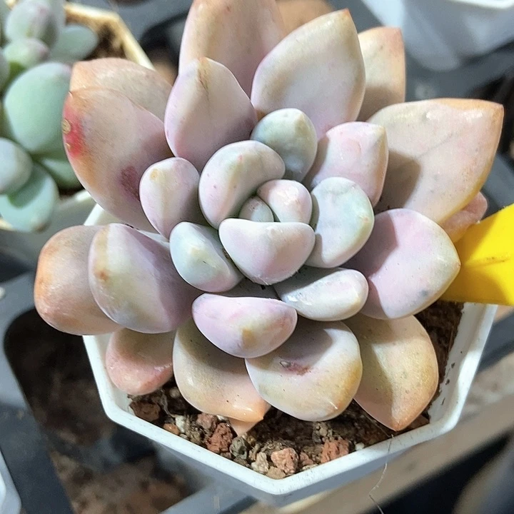 多肉植物奥普锦919