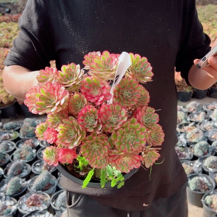 粉铜二加伦28号多肉法师