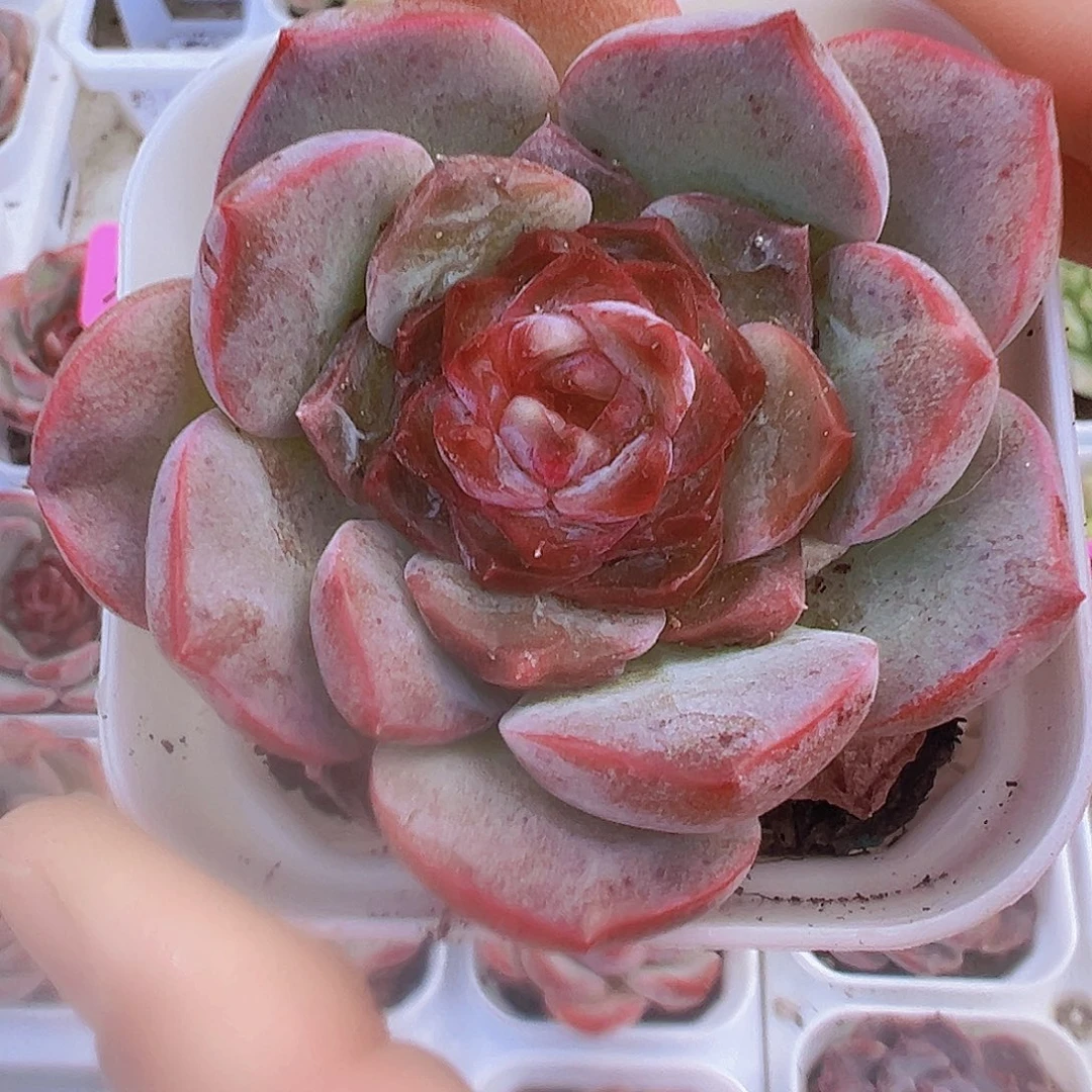 红玉冰魄19包邮多肉植物