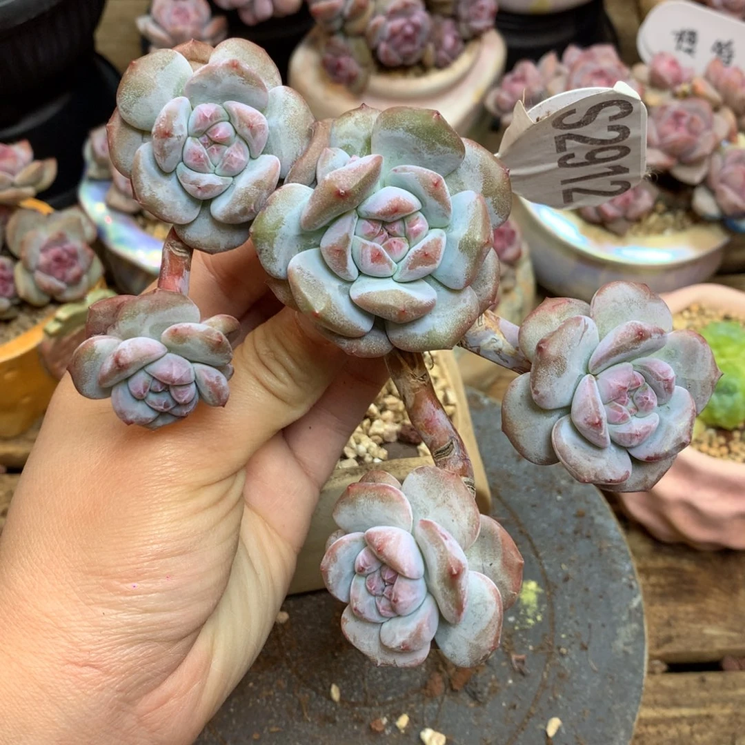 S2912 突尼斯 无砍老桩