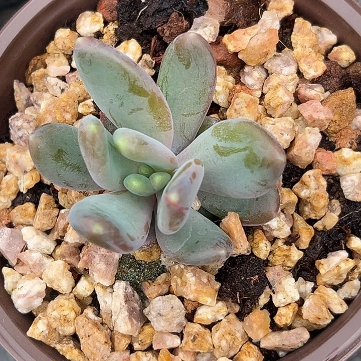 X系列美人特价一物一拍