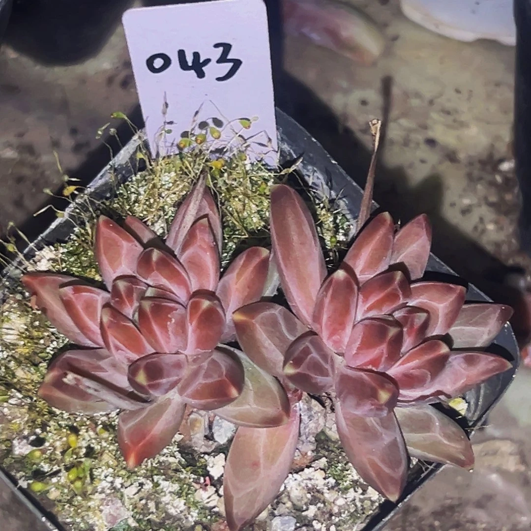 桔云多肉美人精品系列