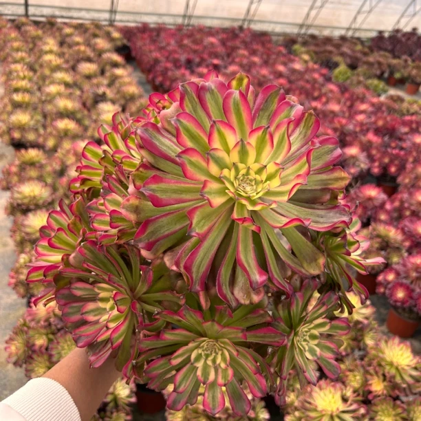 【舞天姬】老桩，高颜值，多肉法师