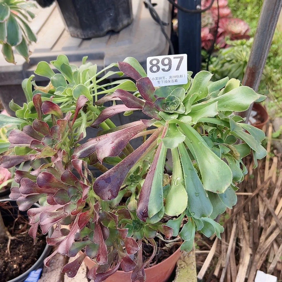 水墨丹青897多肉植物多肉植物