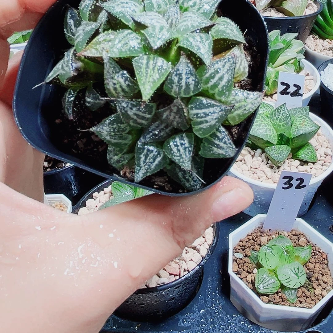 雪景色多肉植物66666