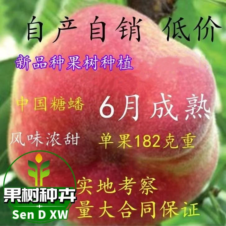蟠桃树苗新品种 糖蟠桃树中蟠10号树苗 浓甜丰产 六月底熟180克重