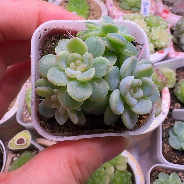 烤鸡翅西米露群4头