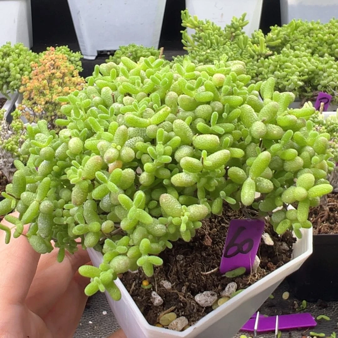 60号蜜橘悬崖桩一物一拍