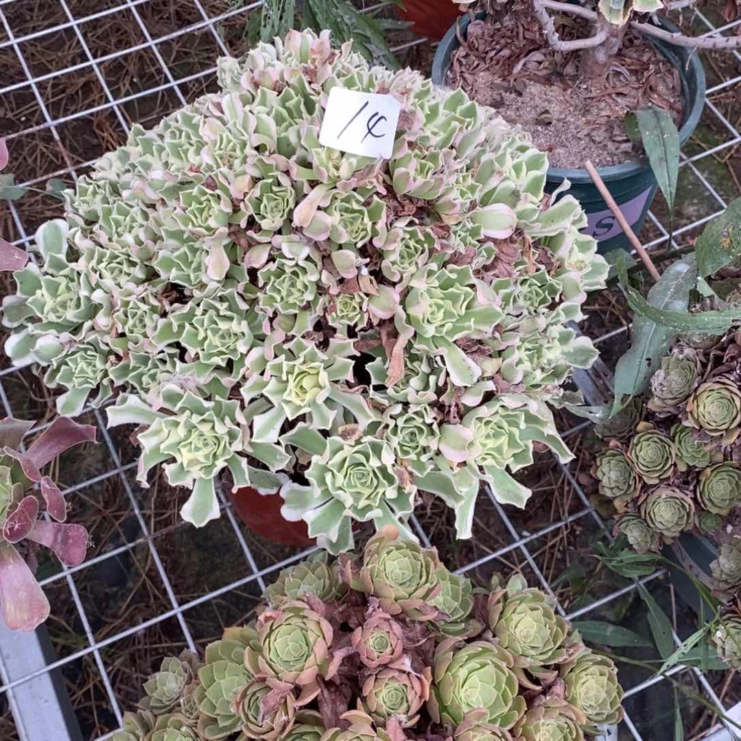 金***沙多肉植物组合拼盘14