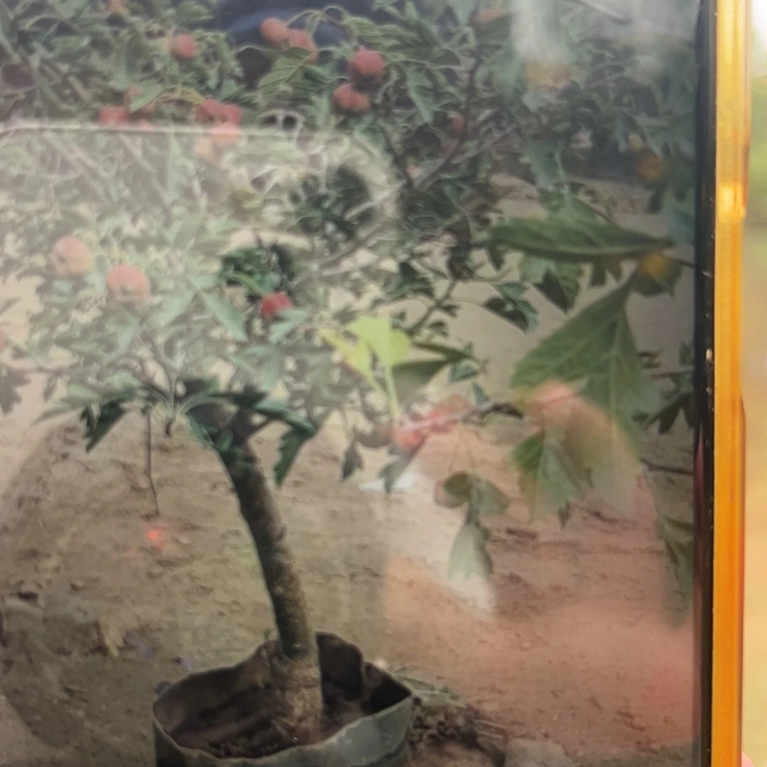 山楂树一物一拍木架发货