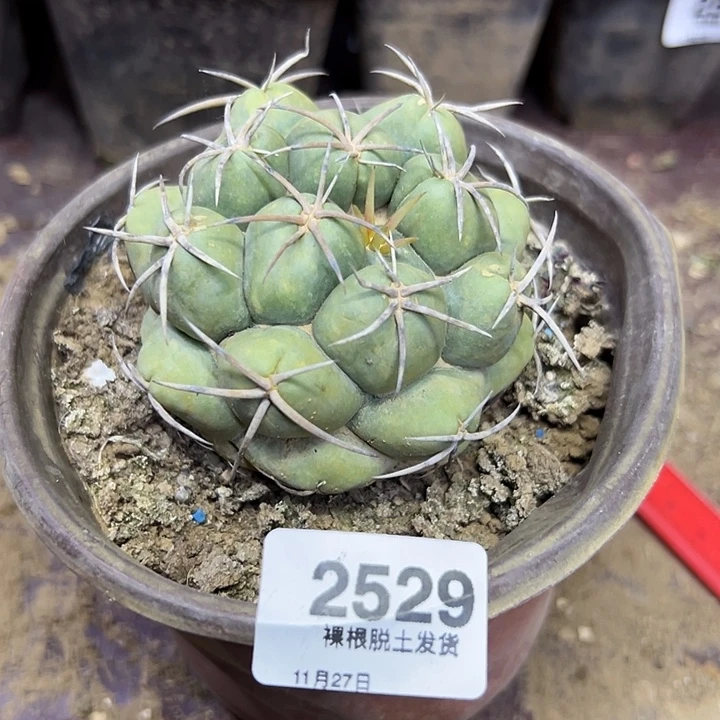 2529号狂刺象牙木心根