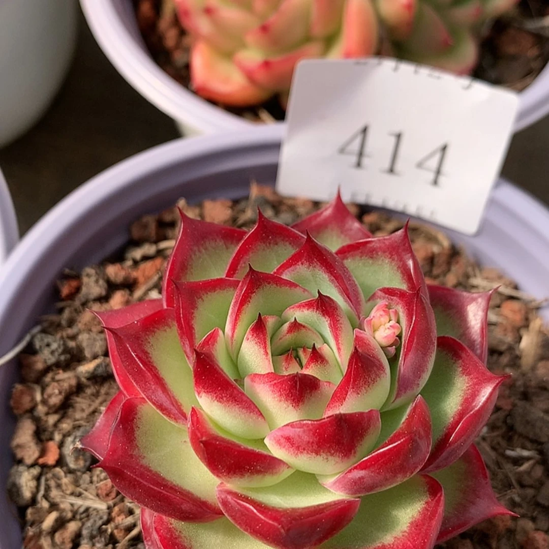 【闪购商品】云414号