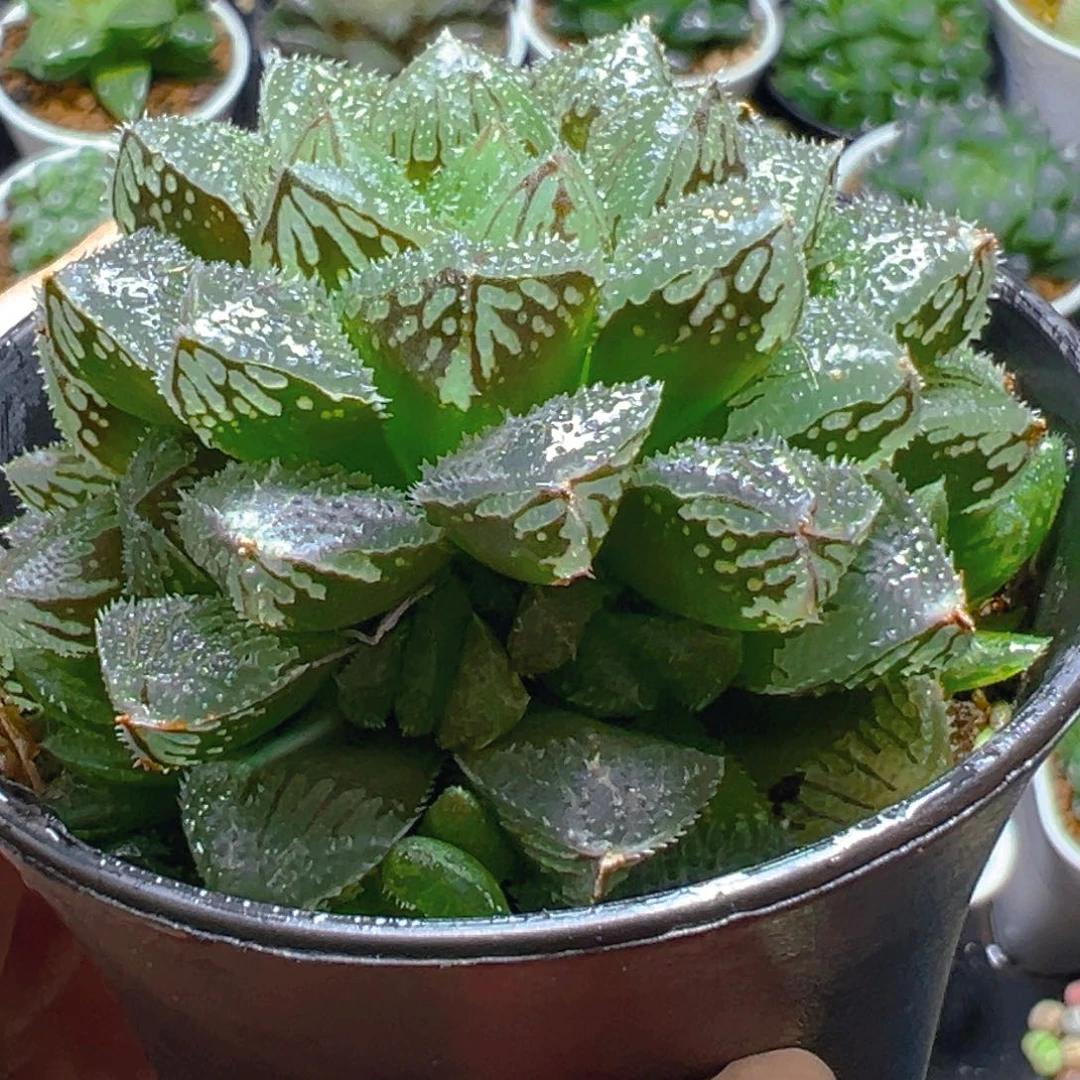 万象盆魔刺寿多肉多肉