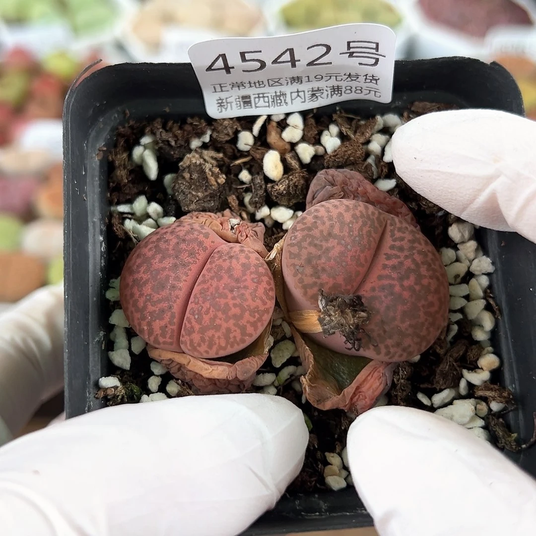 好养易活生石花大母本4542