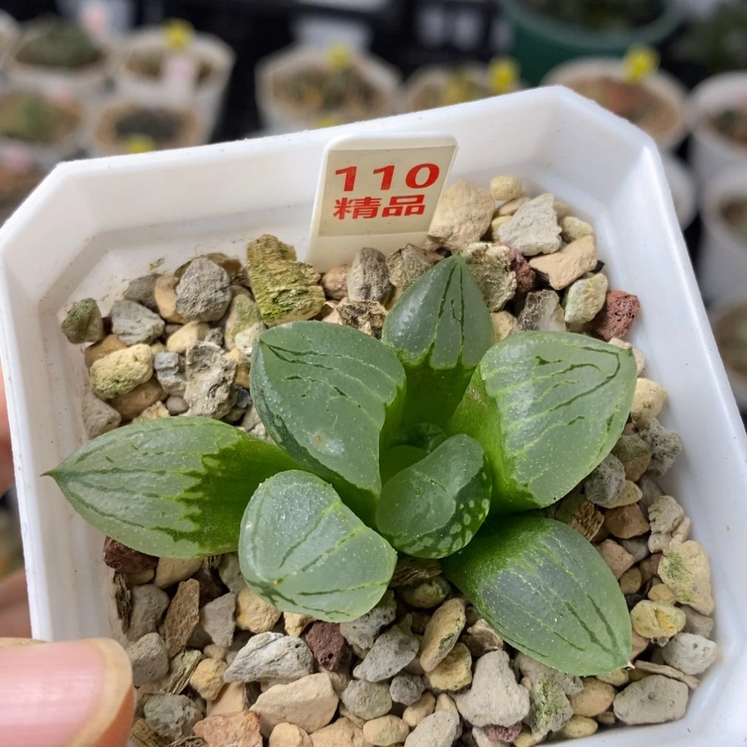 110号虞美人多肉植物