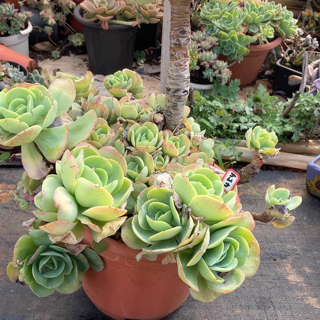 454碧桃 一物一拍多肉