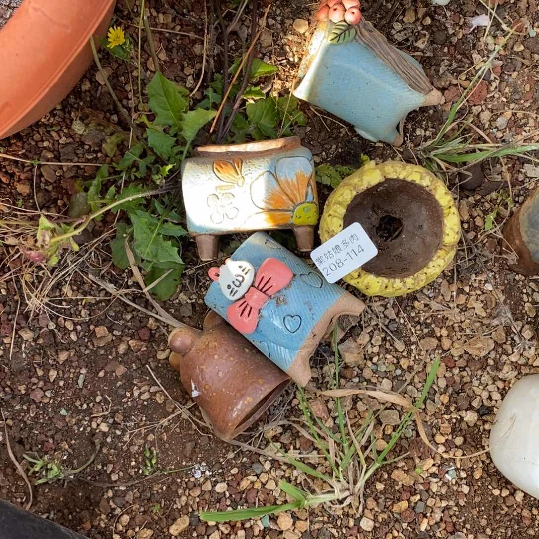 我***?114号五颗小可爱多肉盆