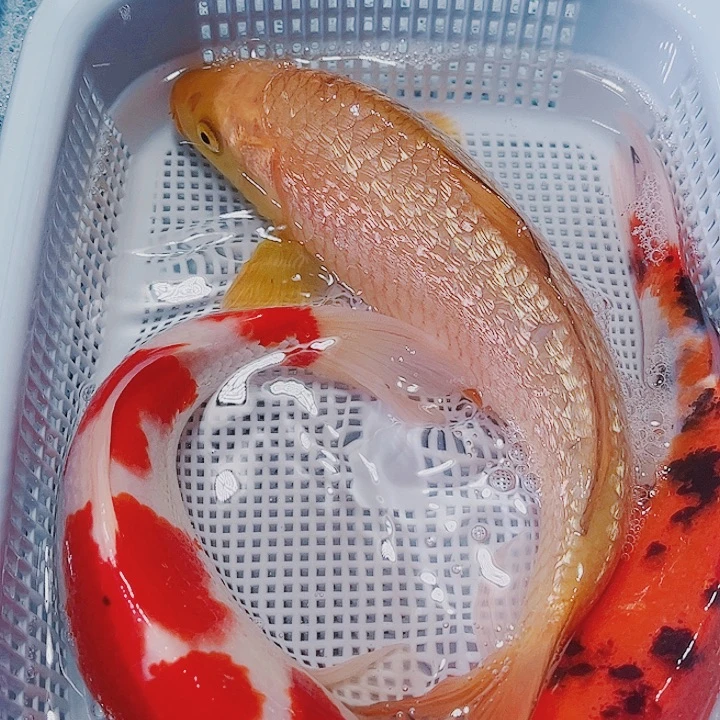 海水鱼锦鲤观赏鱼21