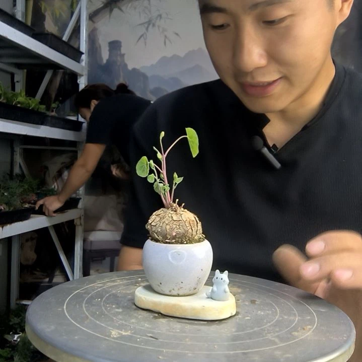 A****0中青园艺一物一拍102