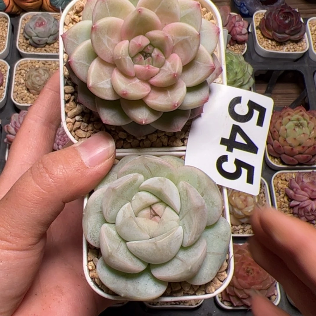 矿*水545两个多肉植物组合