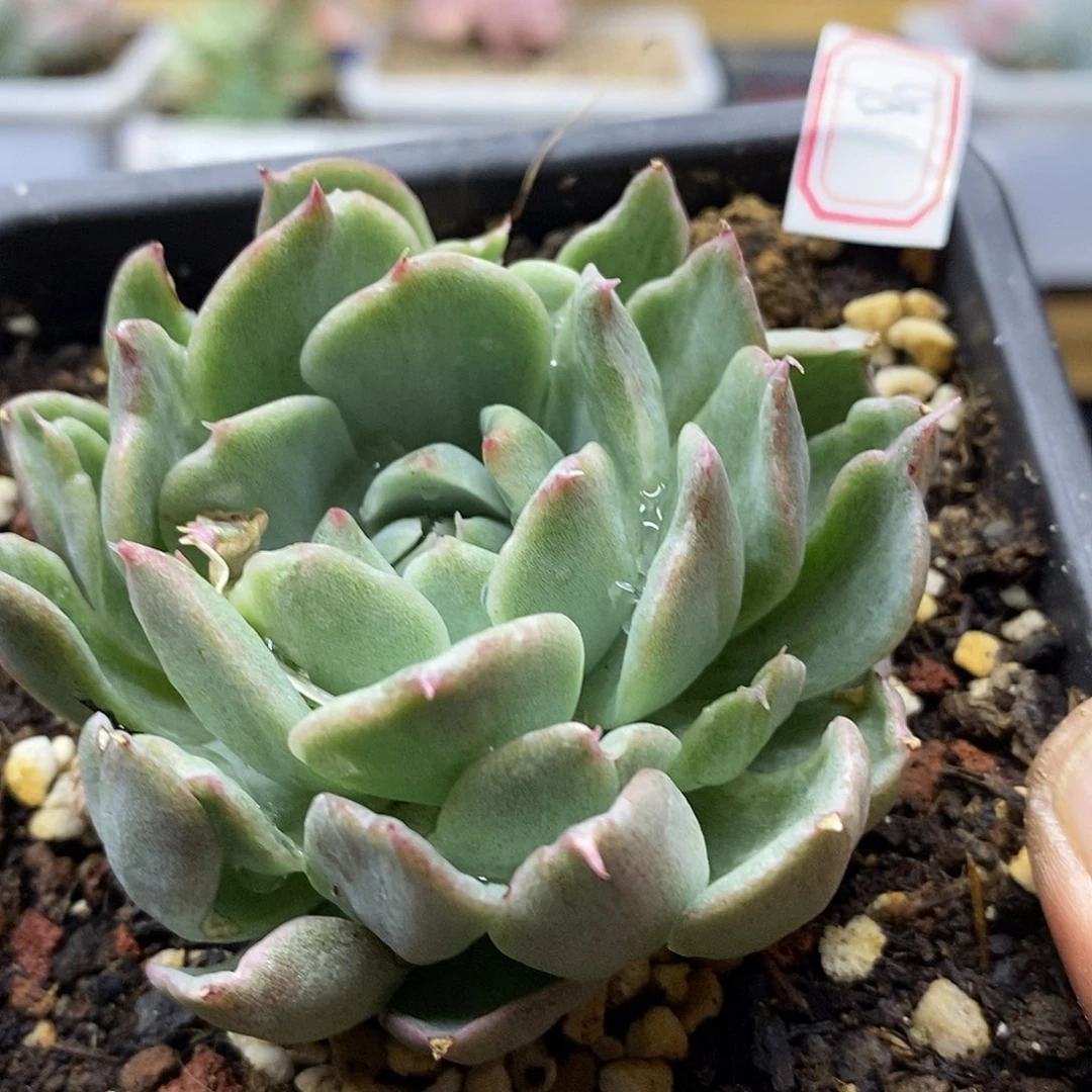 1286 不知名东云锦