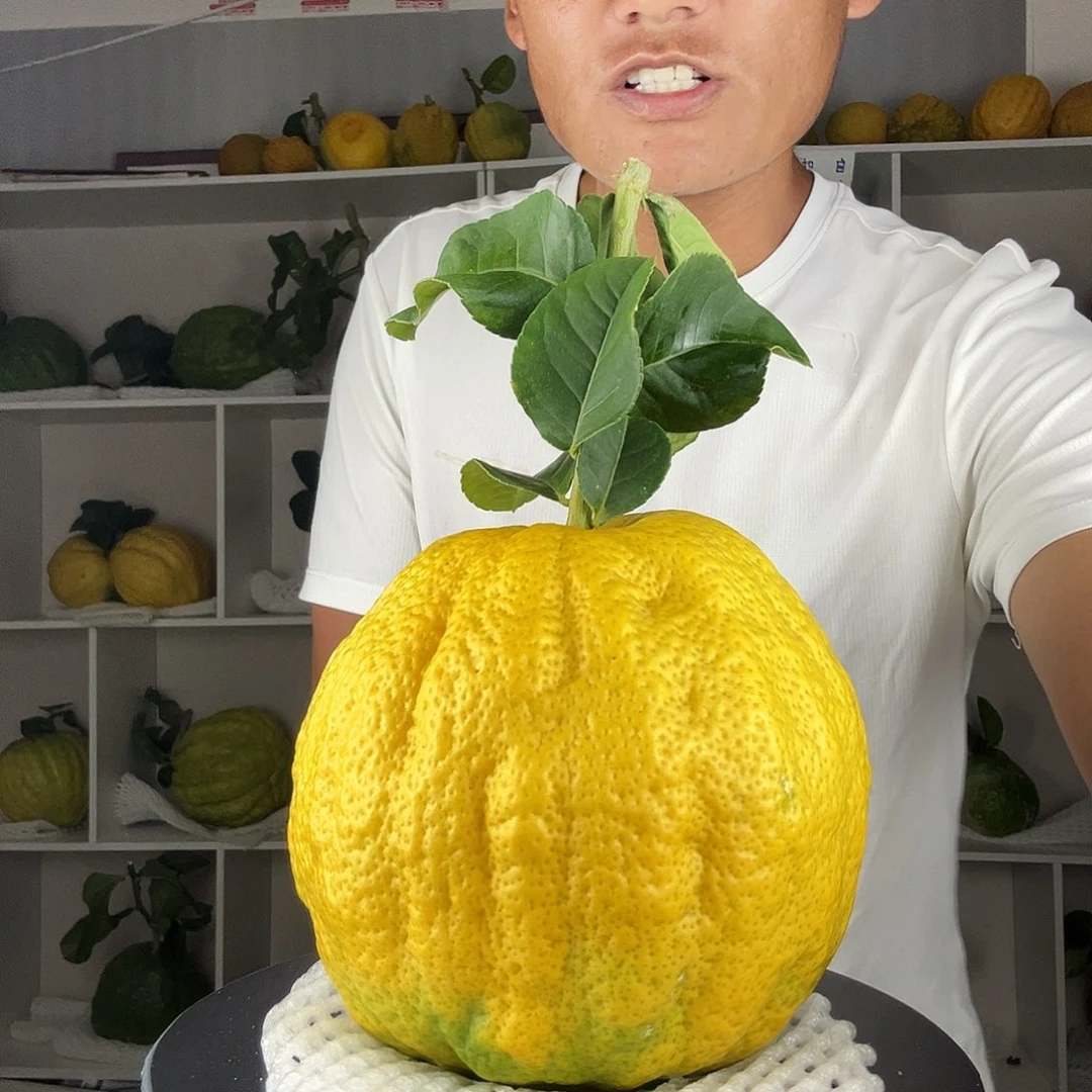 小***桃香水柠檬云南高山大香橼