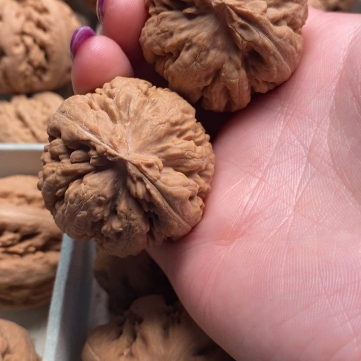 百***生霸王龙全品无修一刀没动