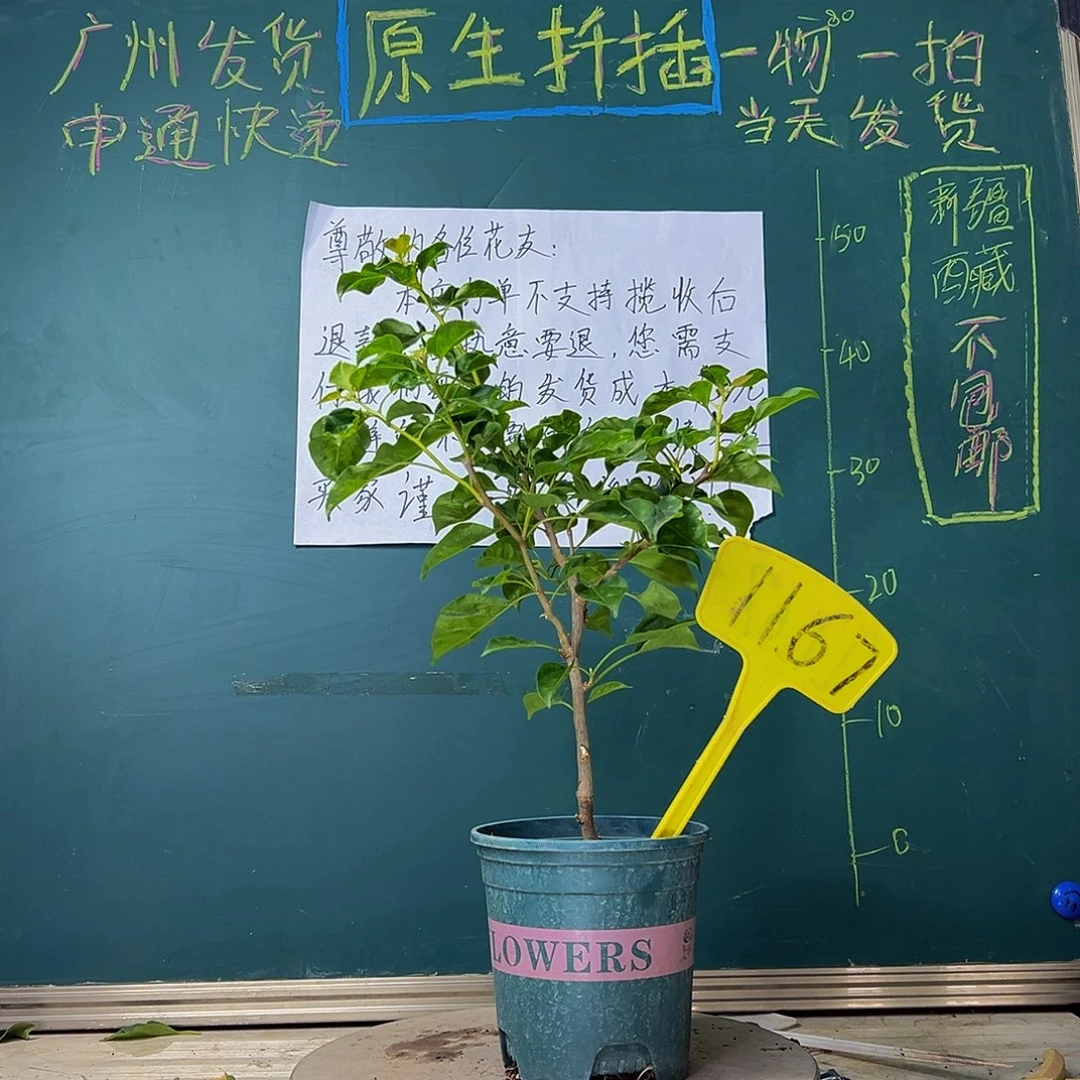 当前无花栽培后可以开花蒙娜丽莎黄1167