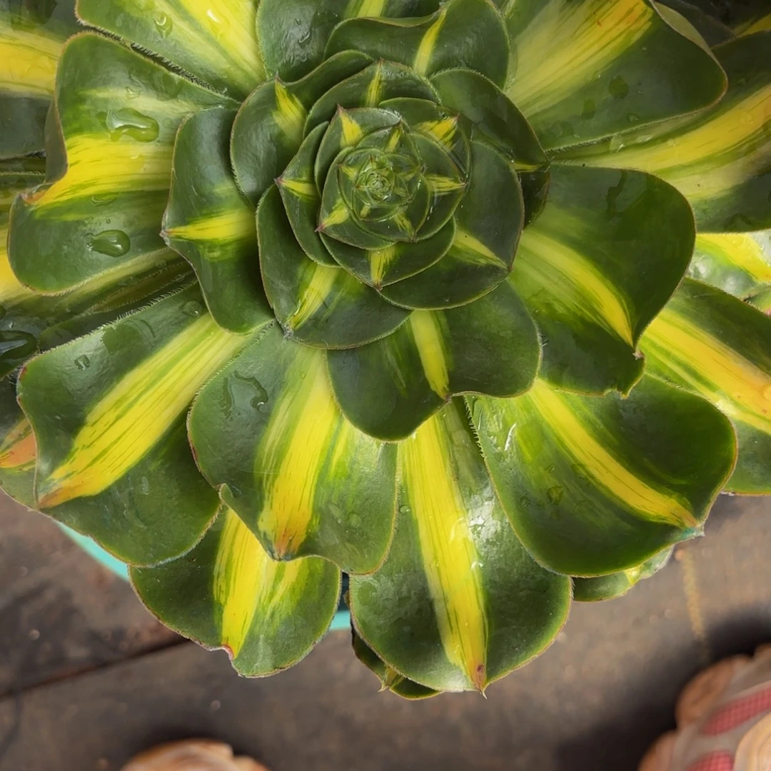 哈哈多肉葡萄福利259