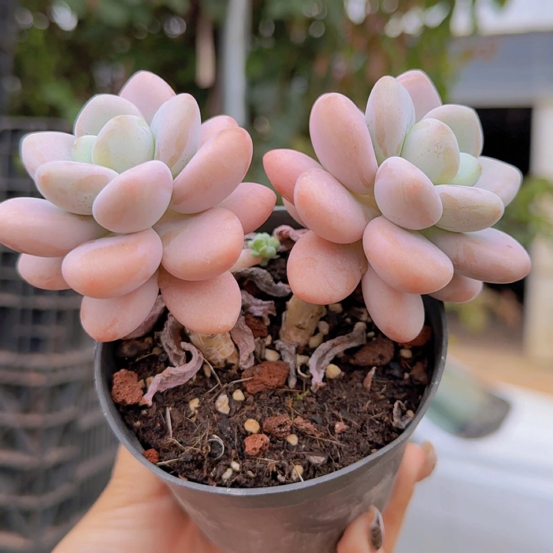 糖果洛神老桩多肉植物2-3头8cm