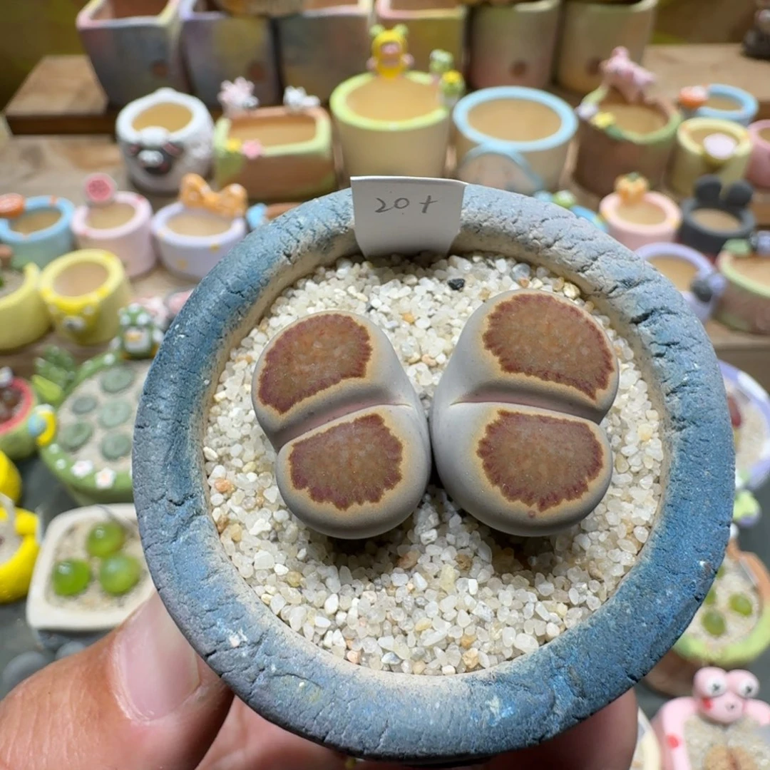 蘑菇1169菊纹章多肉植物