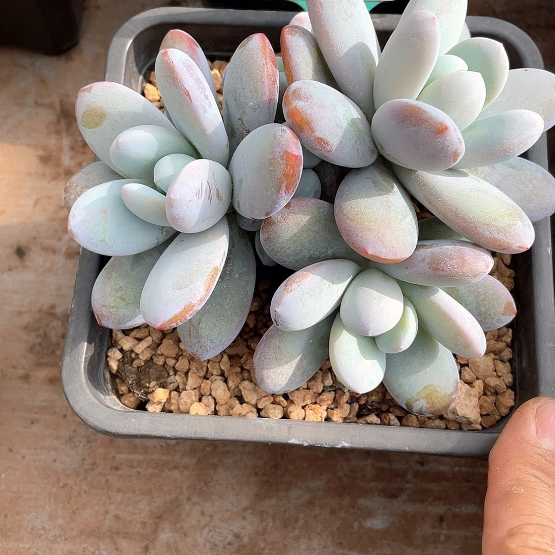 依***居雪美人精控群2344号