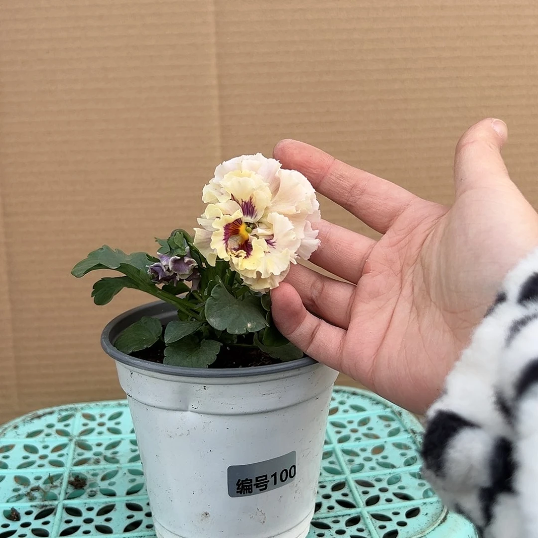 【闪购商品】完全开放100号