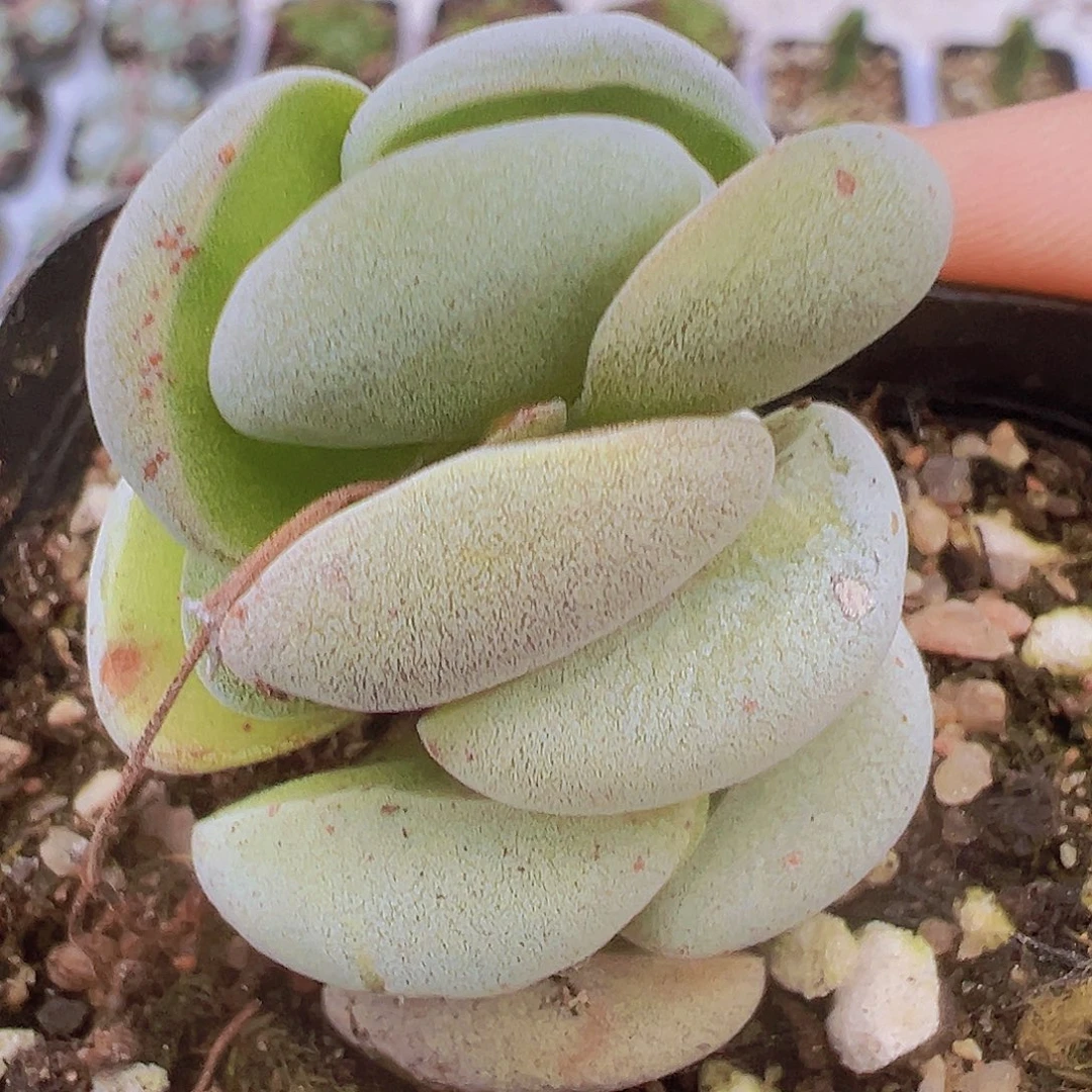 托尼19包邮多肉植物