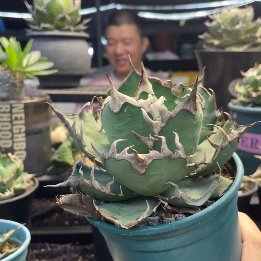 燈養凱撒88888888