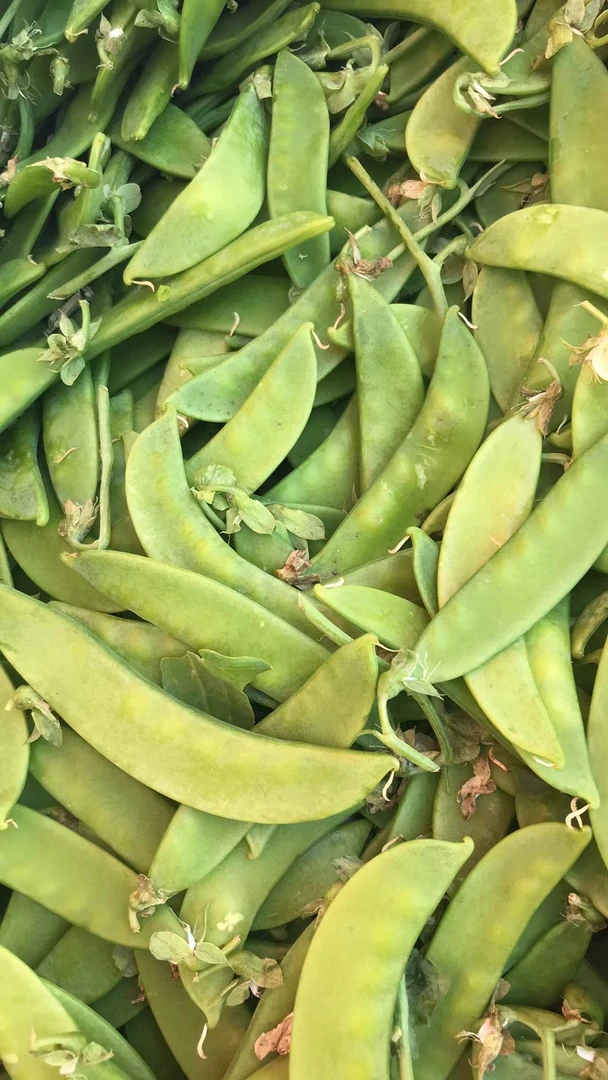 现摘云南荷兰豆新鲜蔬菜甜脆荷兰豆农家直发