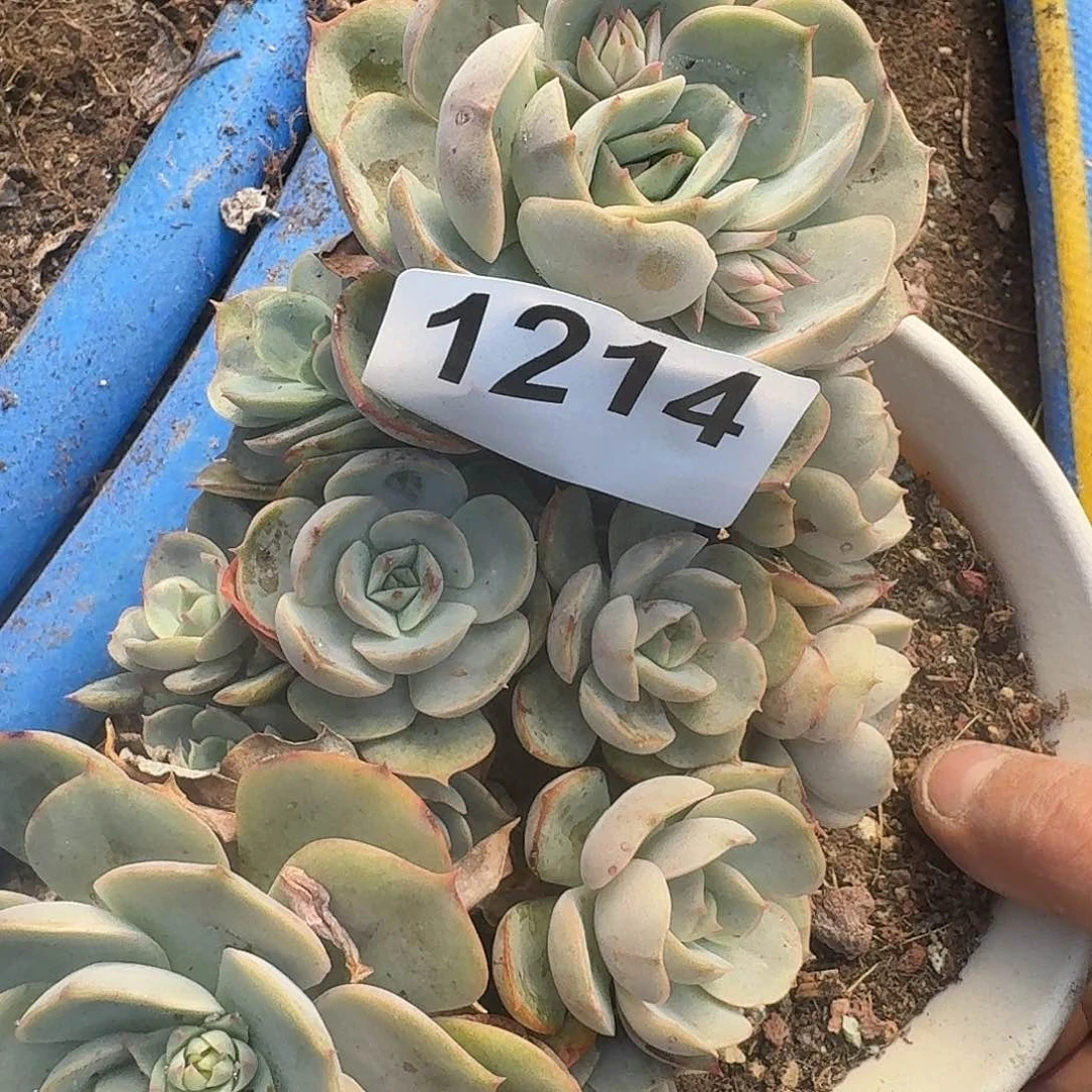 用****3316464664646464644