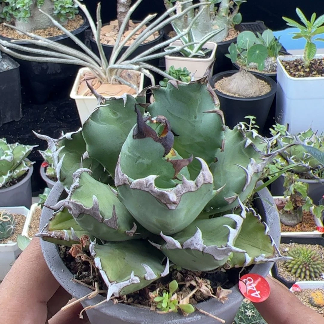 姬仁王冠一物一拍带盆发